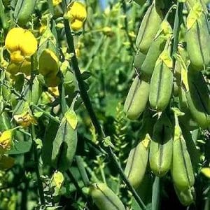 crotalaria ochroleuca sementes2