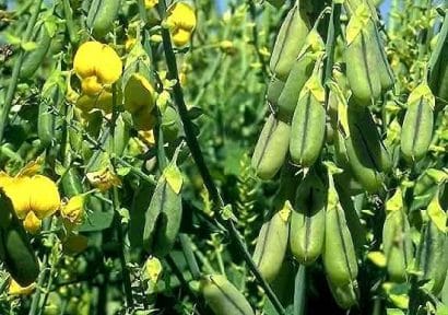 crotalaria ochroleuca sementes2