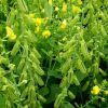 sementes de crotalaria spectabilis