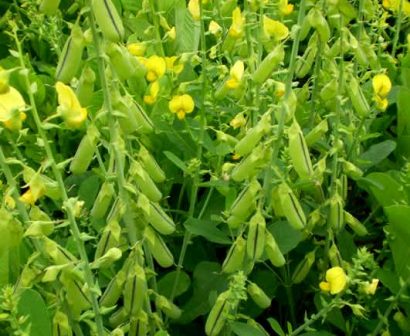 sementes de crotalaria spectabilis