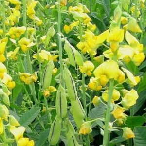 sementes de crotalaria spectabilis1