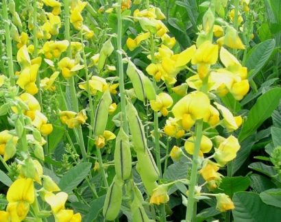 sementes de crotalaria spectabilis1