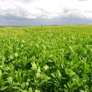 sementes de crotalaria spectabilis2