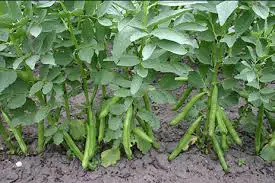 fava sevilha1