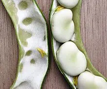 fava sevilha2