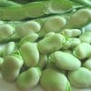 fava sevilha4