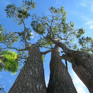 cedro rosa