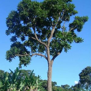 cedro rosa1