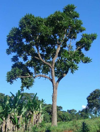 cedro rosa1