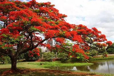 flamboyant2