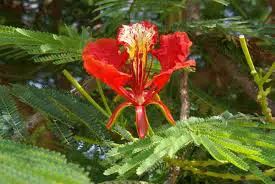 flamboyant5