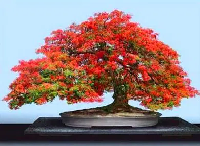 flamboyant6