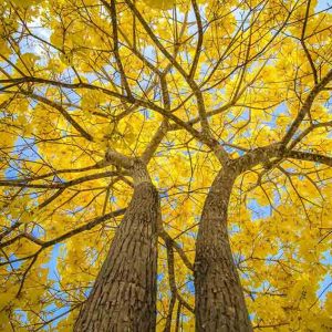 Sementes de Ipe Amarelo - So Flor Sementes