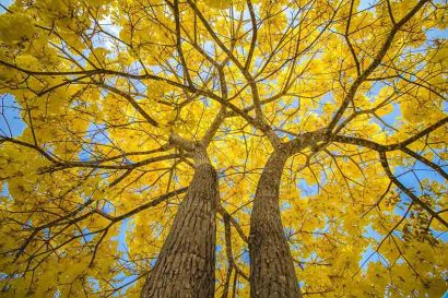 Sementes de Ipe Amarelo - So Flor Sementes