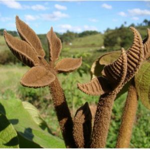 Ipê-preto (Zeyhera tuberculosa): 5 Sementes - SoFlor Sementes