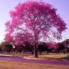 Sementes de Ipe Roxo So Flor Sementes