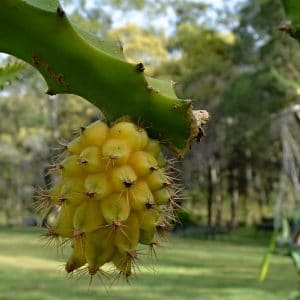 pitaya amarela1