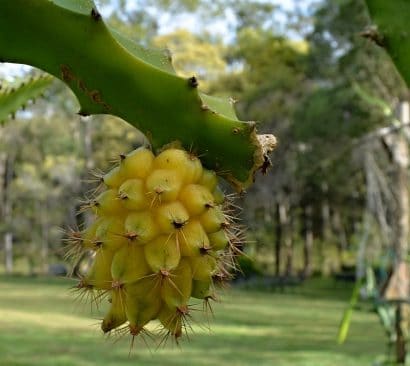 pitaya amarela1