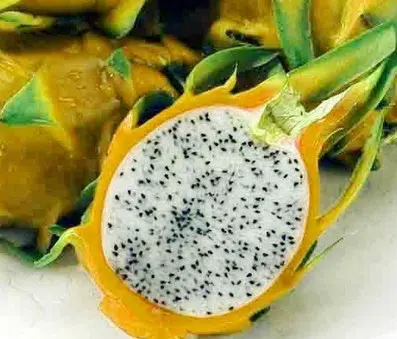 pitaya amarela2