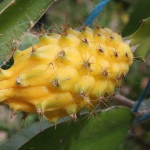 pitaya yellow dragon fruit scaled