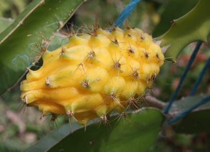 pitaya yellow dragon fruit scaled