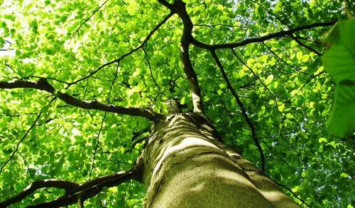 Sementes de Árvores - Só Flor Sementes