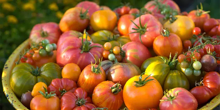 Sementes de Tomates - Só Flor Sementes