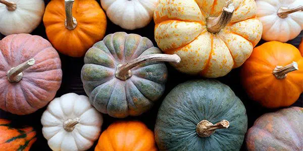 Sementes de Abóboras - Só Flor Sementes