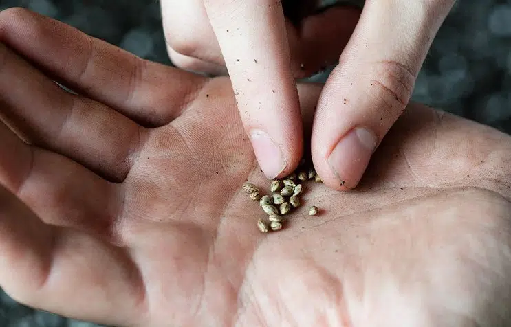 sementes raras e1523987447492