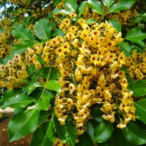 aldrago pterocarpus violaceus 2