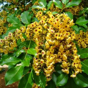 aldrago pterocarpus violaceus 2