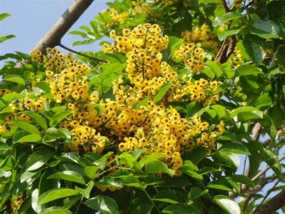 aldrago pterocarpus violaceus 3