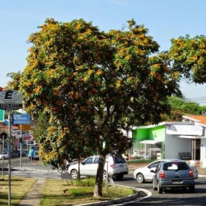 aldrago pterocarpus violaceus