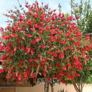 callistemon viminalis