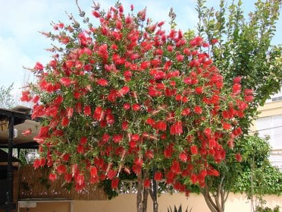 callistemon viminalis