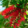 callistemon viminalis calistemo arvore