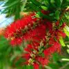 callistemon viminalis calistemo arvore