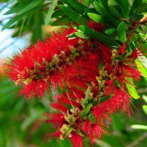 callistemon viminalis calistemo arvore