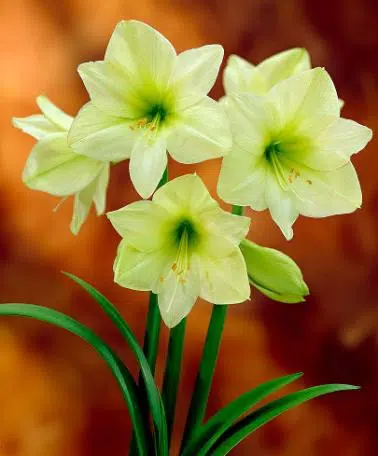amarilis verde