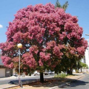 cassia rosea