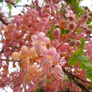 cassia rosea2