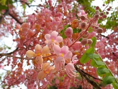 cassia rosea2