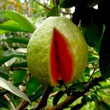 goiaba psidium guajava