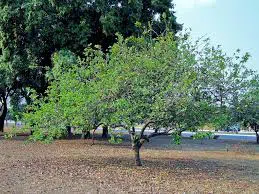 goiaba psidium guajava1