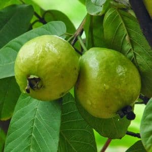 goiaba psidium guajava2