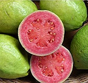 goiaba psidium guajava3