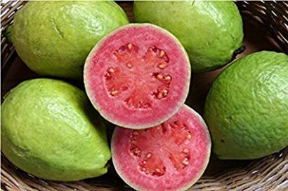 goiaba psidium guajava3