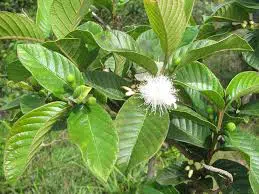goiaba psidium guajava4