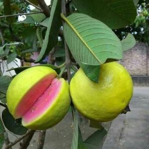 goiaba psidium guajava5