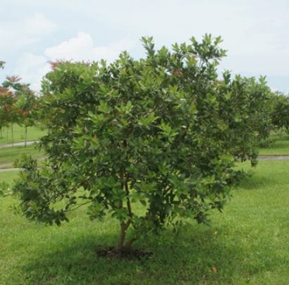 goiaba psidium guajava6